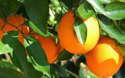 5 alimentos para tener los ojos sanos