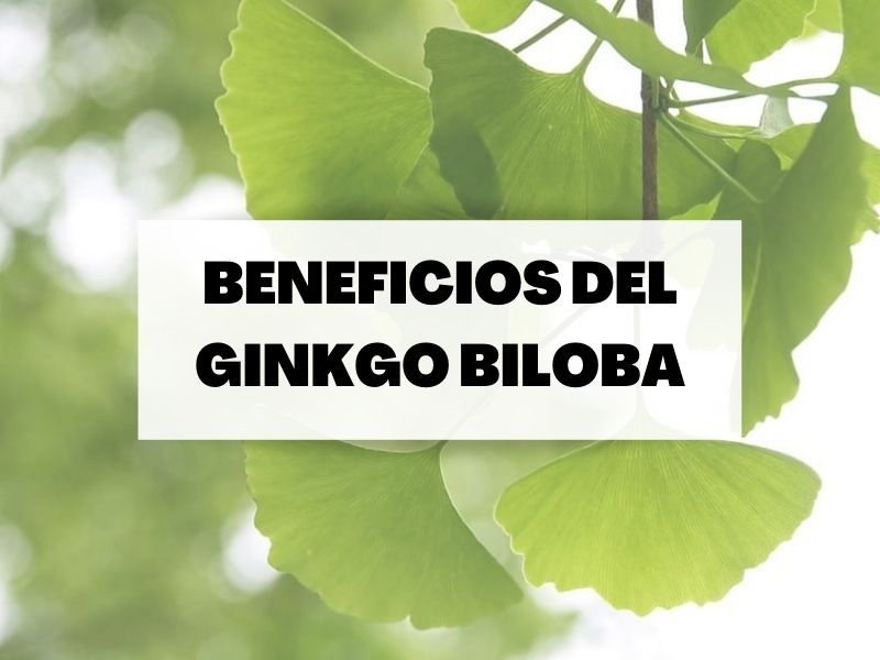 Todo sobre el Ginkgo Biloba Indicaciones y beneficios para la salud